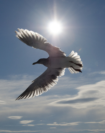 Seagull in the Sun