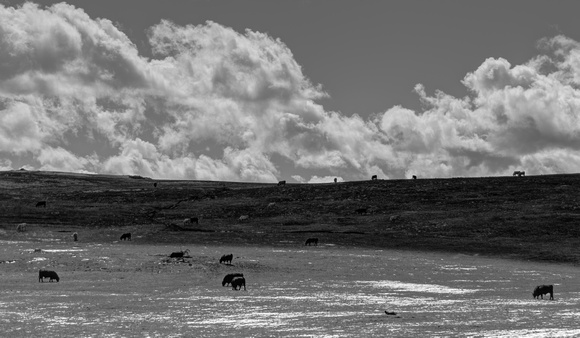 Cows and Clouds 3