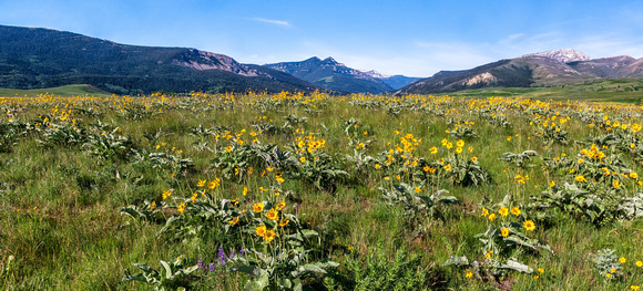 Montana Wildflower Field 1
