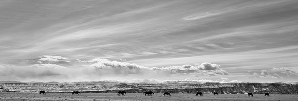Wyoming Horse Country 3