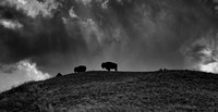 Badlands Buffalo Skyline