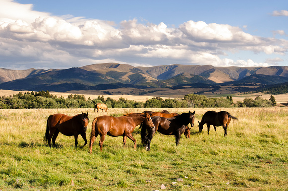 Montana Horse Country 01