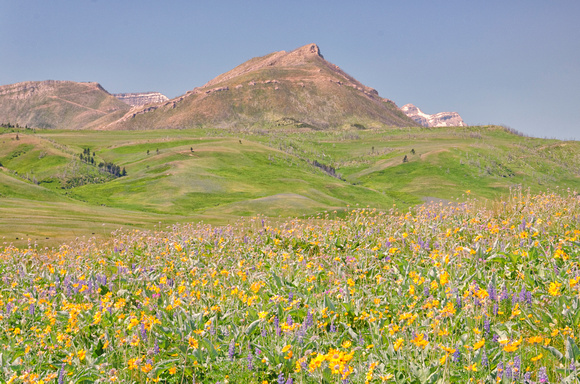 Spring wildflowers in the mountains of Montana