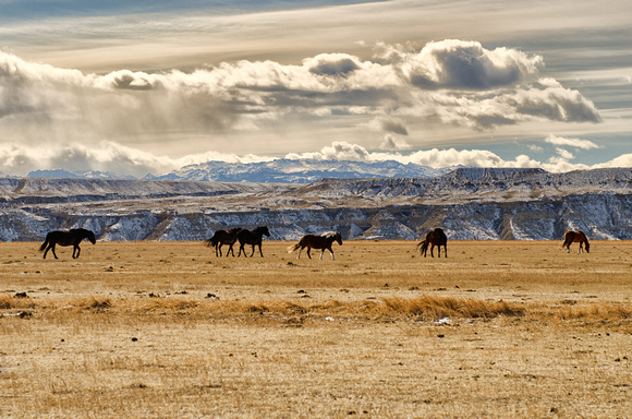Wyoming Horse Country