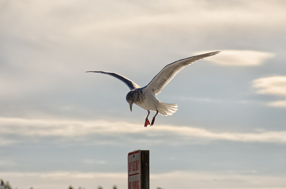 Seagull Final Approach