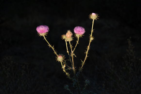 New Mexico Wildflower #1