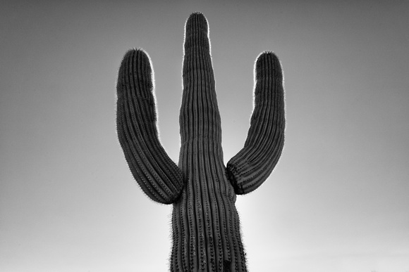 Arizona Cactus 3
