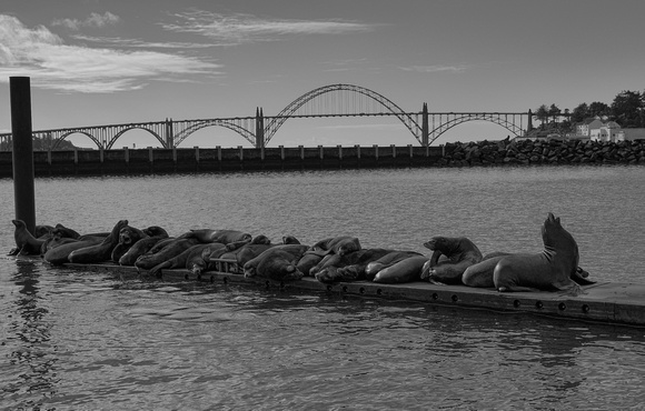 Newport Bridge and Sea Lions