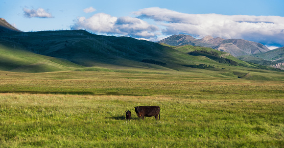 Montana Cows and Hills