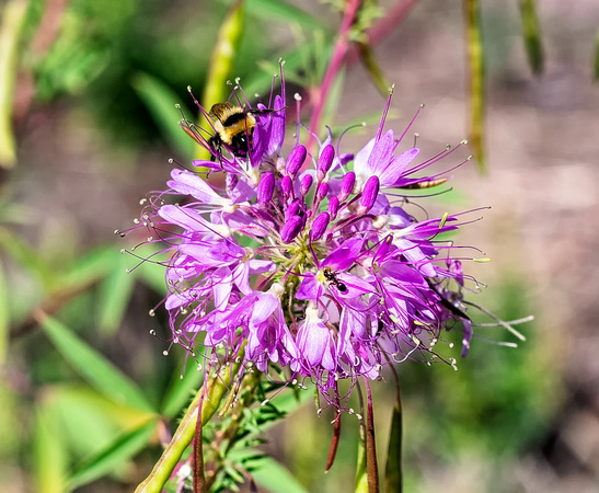 Purple Flower with Bugs