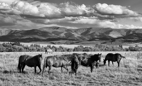 Montana - Horses and Hills 2